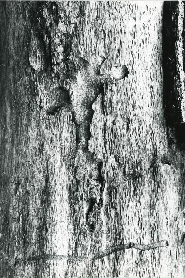 Forme insolite de la Nature, Compagne de Massy, „Creation Photographique“, 18 bis, rue Gambetta, Massy